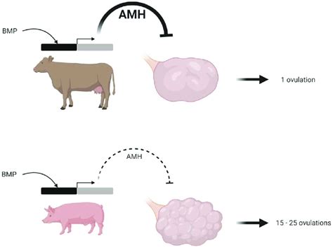 A Comprehensive Comparison of Bovine and Porcine .